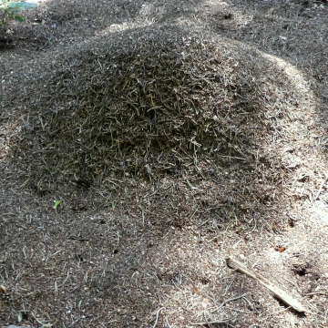 Ameisenhaufen